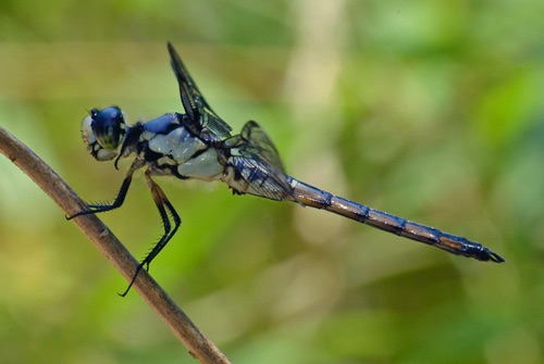 Male, immature
2005_05_28_Houston